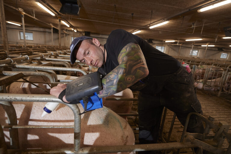 Boar training 2 – Evaluation of the boar – DanBred Knowledge Hub