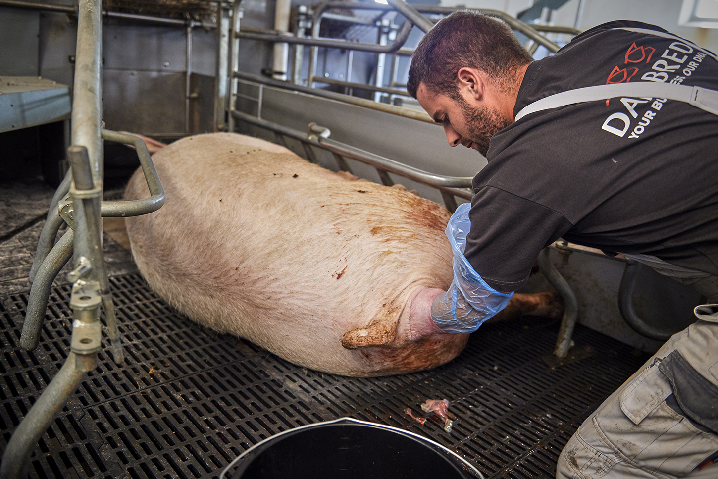 Farrowing Procedures for success DanBred Knowledge Hub