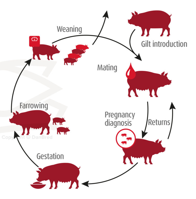 Pregnancy testing Worth the effort DanBred Knowledge Hub