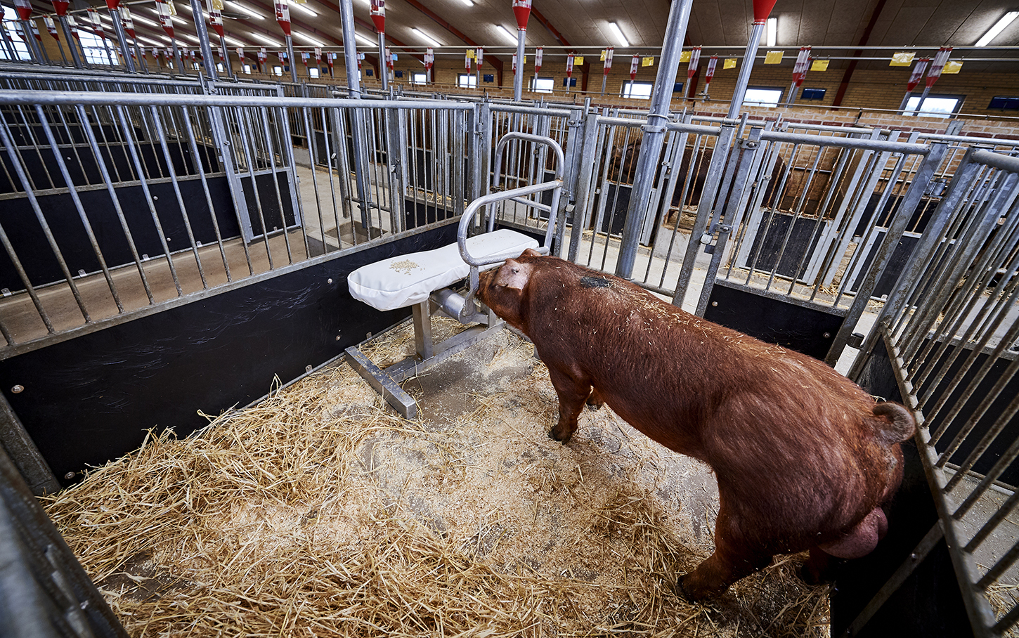 Boar training 1 – efficient management and handling – DanBred Knowledge Hub