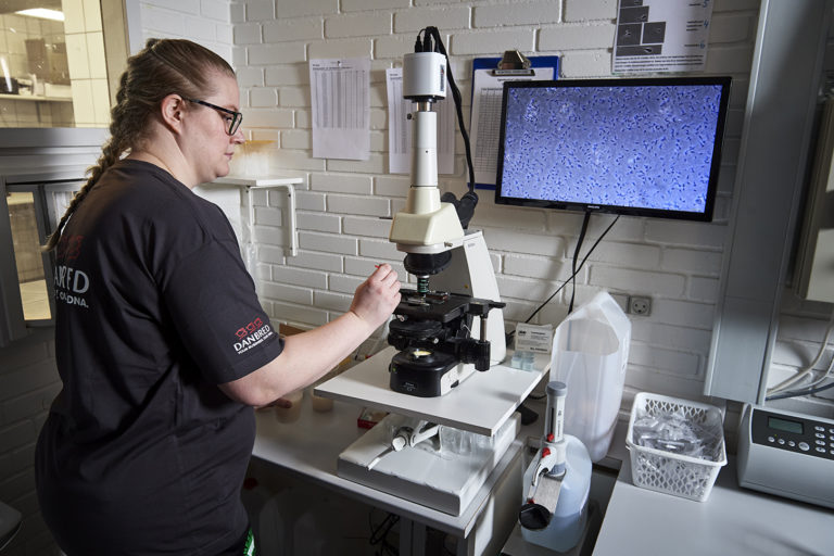 Boar training 2 – Evaluation of the boar – DanBred Knowledge Hub